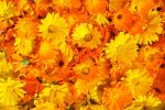 Ringelblumen (Calendula officinalis) Wildblumenwiesen Mix '7 Sorten'. Heilpflanze aus dem Klostergarten – Bild 8