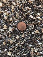 Bienensommer Blumenwiesen Mix – Bild 2