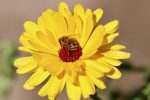 Ringelblumen (Calendula officinalis) Wildblumenwiesen Mix '7 Sorten'. Heilpflanze aus dem Klostergarten – Bild 3