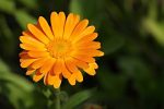 Ringelblumen (Calendula officinalis) Wildblumenwiesen Mix '7 Sorten'. Heilpflanze aus dem Klostergarten – Bild 5
