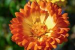 Ringelblumen (Calendula officinalis) Wildblumenwiesen Mix '7 Sorten'. Heilpflanze aus dem Klostergarten – Bild 6