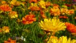 Ringelblumen (Calendula officinalis) Wildblumenwiesen Mix '7 Sorten'. Heilpflanze aus dem Klostergarten – Bild 7