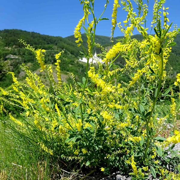 gelber-steinklee-melilotus-officinalis-echter-steinklee-honigklee