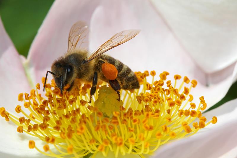 Bienen Wildbienen Hummeln Pollen Nektar (3)