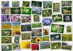 Blühmischung Bienenweide '14 Sorten'