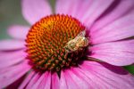 Sonnenhut in Rot (Echinacea purpurea) 'Purpursonnenhut' – Bild 5