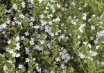 Sommer Bohnenkraut (Satureja hortensis). Heilpflanze, Küchenkräuter