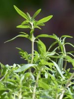 Sommer Bohnenkraut (Satureja hortensis). Heilpflanze, Küchenkräuter – Bild 5