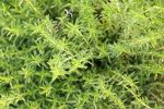 Sommer Bohnenkraut (Satureja hortensis). Heilpflanze, Küchenkräuter – Bild 3