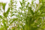 Sommer Bohnenkraut (Satureja hortensis). Heilpflanze, Küchenkräuter – Bild 4