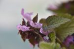 Große Brennnessel (Urtica dioica). Heilpflanze aus dem Klostergarten. – Bild 3