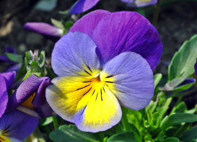 Mittel (Acker Stiefmütterchen (Viola arvensis) 1)