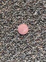 Gewöhnlicher Natternkopf (Echium vulgare). Bienen & Schmetterlinge lieben ihn ! – Bild 2