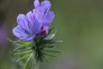 Gewöhnlicher Natternkopf (Echium vulgare). Bienen & Schmetterlinge lieben ihn ! – Bild 3