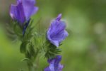 Gewöhnlicher Natternkopf (Echium vulgare). Bienen & Schmetterlinge lieben ihn ! – Bild 5