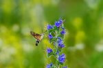 Gewöhnlicher Natternkopf (Echium vulgare). Bienen & Schmetterlinge lieben ihn ! – Bild 6