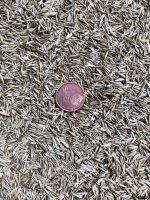 Schaf & Kleintierweide. Frischfutter für Schafe, Hasen, Meerschweinchen usw. – Bild 2